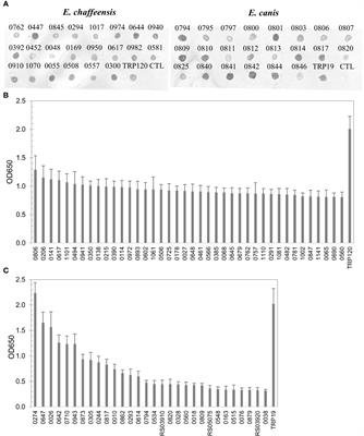 Antibody reactive immunomes of Ehrlichia chaffeensis and E. canis are diverse and defined by conformational antigenic determinants